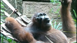 ハンモックでくつろぎながらおやつを食べるオランウータン/ Orangutan relax in a hammock