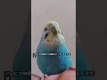 インコちゃんの寝顔はかわいい　the sleeping face of the parakeet is cute