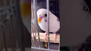 【TikTok】イケメンすぎてごめんね... まじですか？www       #shorts #セキセイインコ #ハルクイン