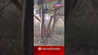 Unbelievable: Snake Seen Climbing a Tree