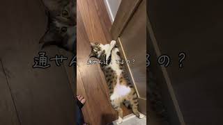 通せんぼする猫🐱お出かけを阻止する我が家のししまる君です。#ねこ #ねこ動画