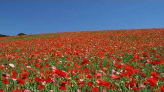 秩父高原牧場のポピー畑 Poppy Fields in Chichibu Highland Ranch(Shot on RED ONE)