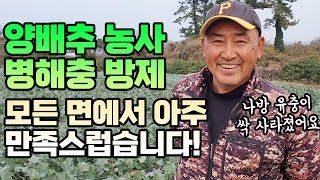 양배추 병해충 방제 때를 놓치면 큰일납니다 살충제 선택은 이렇게 하세요