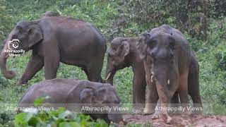 കാട്ടുകൊമ്പൻമാർ മഴയിൽ ആറാടുന്നത് കണ്ടിട്ടുണ്ടോ.?.A herd of wildbeets howling in the rain #anakkuli