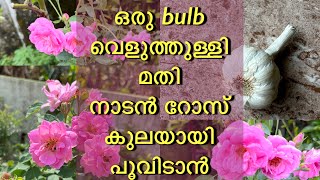 പനിനീർ റോസ്‌ പൂക്കൾ കൊണ്ട്‌ നിറയാൻ ഈ വളം മതി || Edward Rose || Rose Care