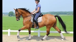 TV-indslag: Ro på den tændte hest med Lisbet Seierskilde