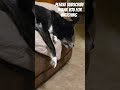 LOL My Dog Napping & dreaming #dog #doglover #dogs #doglovers #dogsleeping #funnyanimals #shorts