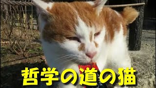 哲学の道の猫＃哲学の道の猫＃古都の猫