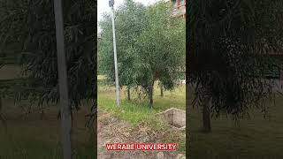 # werabe university /ወራቤ ዩኒቨርስቲ ኑ ተዝናኑ