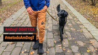 #metodo AmDogT