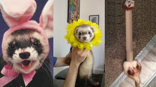 😂 Ferrets of Tiktok [Compilation] - Funny Ferrets videos - Funny ferret Fails - funny videos 2020