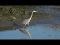 20231104 社子島濕地 蒼鷺 ardea cinerea 蒼鷺與少年