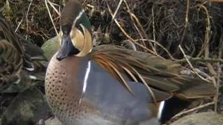 baikal teal