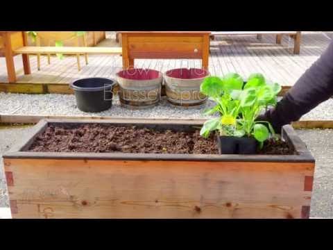 How to Plant Brussels Sprouts How to Plant Brussels Sprouts