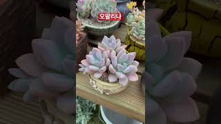 오팔리나💖 #다육 #succulents #多肉植物 #다육식물 #다육이키우기 #다육초보 #다육이 #다육화분 #plants #flowers #shorts