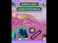 giardiasis in pigeons giardia lamblia 🕊protozoan👍parasitology👍🔬✅