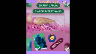 Giardiasis in pigeons,Giardia lamblia,🕊Protozoan👍Parasitology👍🔬✅