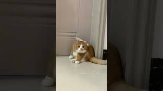 努力运动的小肥猫~第一只还会做仰卧起坐！ #cat #cutecat #shorts #funny