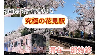 満開花見の一部始終｡こんな駅があったとは！！　#能登半島 　#のと鉄道 　#さくら