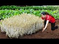 BREAKING! Susan Harvesting MYSTICAL BEAN SPROUTS Goes to Market Sell