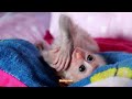 Lovely newborn baby monkey Judie lying upside down on bed and open big mouth