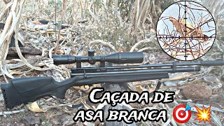 1°Caçada de asa branca com a beeman 1336