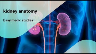 detailed kidney anatomy , internal structure , blood supply , venous drainage and lymphatics