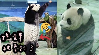 圓仔兩腳站立打點心，站得超直超久，圓仔好厲害|熊貓貓熊The Giant Panda Yuan Yuan and Yuan Bao|台北市立動物園