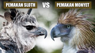 Elang Harpy vs Elang Filipina | Siapa yang Lebih Hebat?