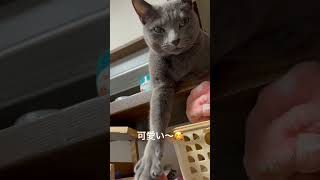 【ロシアンブルー】めろんに嫌がられてた⁇😂【猫】#shorts