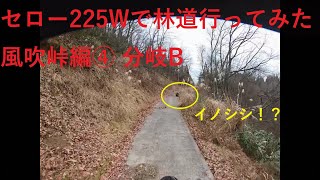 セロー225Wで林道行ってみた 風吹峠編④ 分岐B