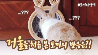 🐰 토끼 키우기 🐰 태어나서 처음으로 거울을 본 꽃돌이의 반응은?! + 깜짝 이벤트 진행 중!