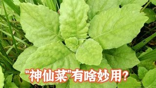 农村的白子菜，捣烂有妙用，采点晒干备用，省钱又实用