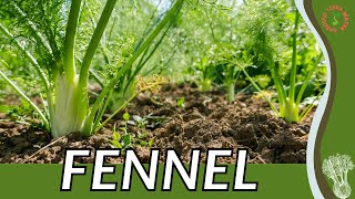 Everything About FENNEL Plant in 1 Minute (Foeniculum vulgare)