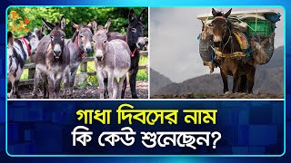 গাধা দিবসের নাম কি কেউ শুনেছেন? | Donkey Day | Nagorik TV