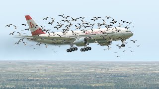 Boeing 777 Pilot Saved All Passengers After Bird Strike Upon Landing [XP11]