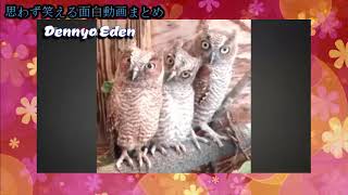 【面白動画　動物】このフクロウ最高です！鳥たちの面白行動1０連発【思わず笑える面白動画まとめ】