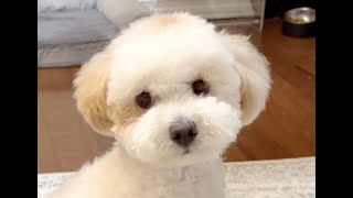 dog transformation after spaying/8개월 새끼 강아지 중성화 수술 후