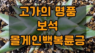 고가의 명품.보석.몰게인백륜금 크기좋아요.05.06