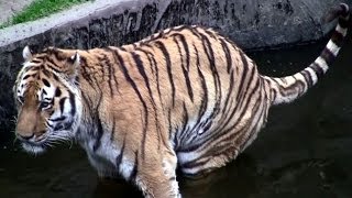 【天王寺動物園】2014トラ★センイチ\u0026アヤコ 夫婦それぞれの脱糞スタイルExcretion of tigers Tennoji Zoo Osaka