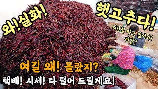 천안고추시장$와 실화? 햇고추다! 왜! 여길 몰랐지? 택배! 시세! 다 털어 드릴게요! #시장 #고추 #고추가루 #매운음식 #먹방 #맛집 #재료 #건강