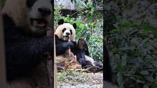 幸福的妈咪陈园润！来自小润洋爱的贴贴！#panda #大熊猫园润#大熊猫润泽润洋