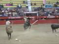 jaripeo a capa lazo y jinete en morelia