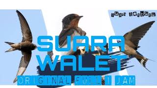 Suara Walet Original full 1 Jam...