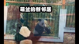 熊猫萌兰的新邻居，北动长公主丫丫回来啦🐼💕💕#萌兰  #熊猫  #panda #yaya #menglan