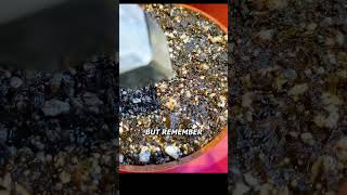 Growing 1 000 Venus Flytrap Seeds