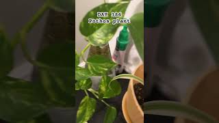 DAY 386 of monitoring the Pothos plant