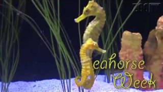 Seahorse Week.mp4