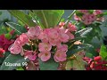 eporbia ต้นโป๊ยเซียน ที่เลี้ยงทนแดดสุดๆ coroa de cristo euphorbia milii crown of thorns