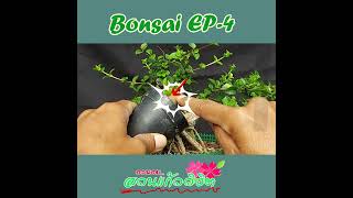 บอนไซ เพรมน่า Bonsai Ep.4